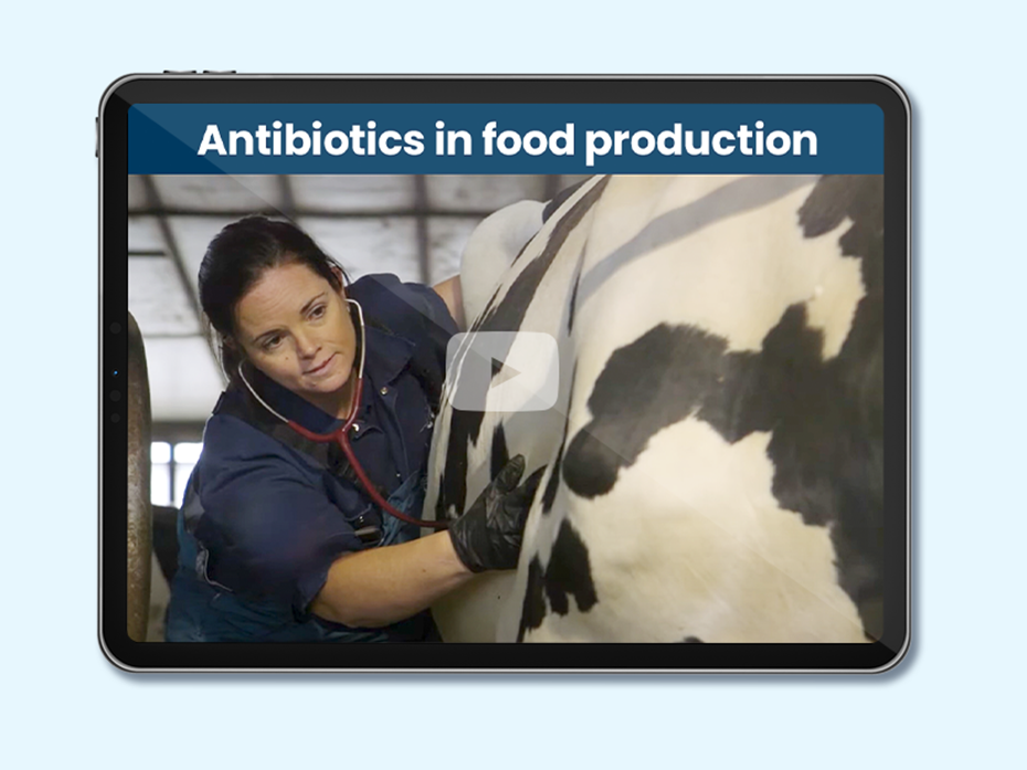 Veterinarian checking a cow with a stethoscope. Text on image: Antibiotics in food production